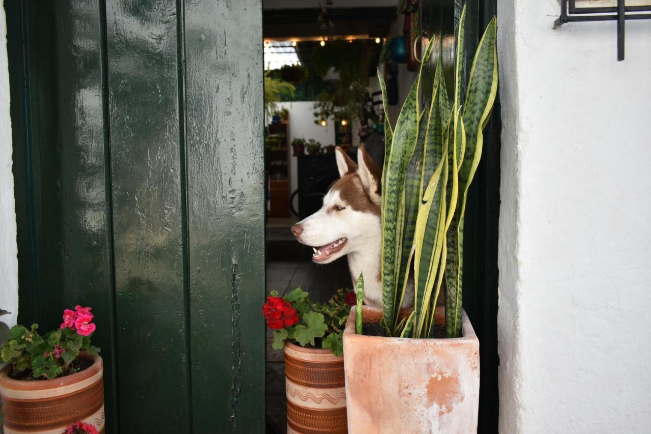 Hospedaje La Casa De Chavela Centro Historico ビージャ・デ・レイバ エクステリア 写真